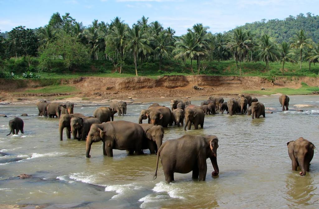 Aarya Hotel Pinnawala Buitenkant foto